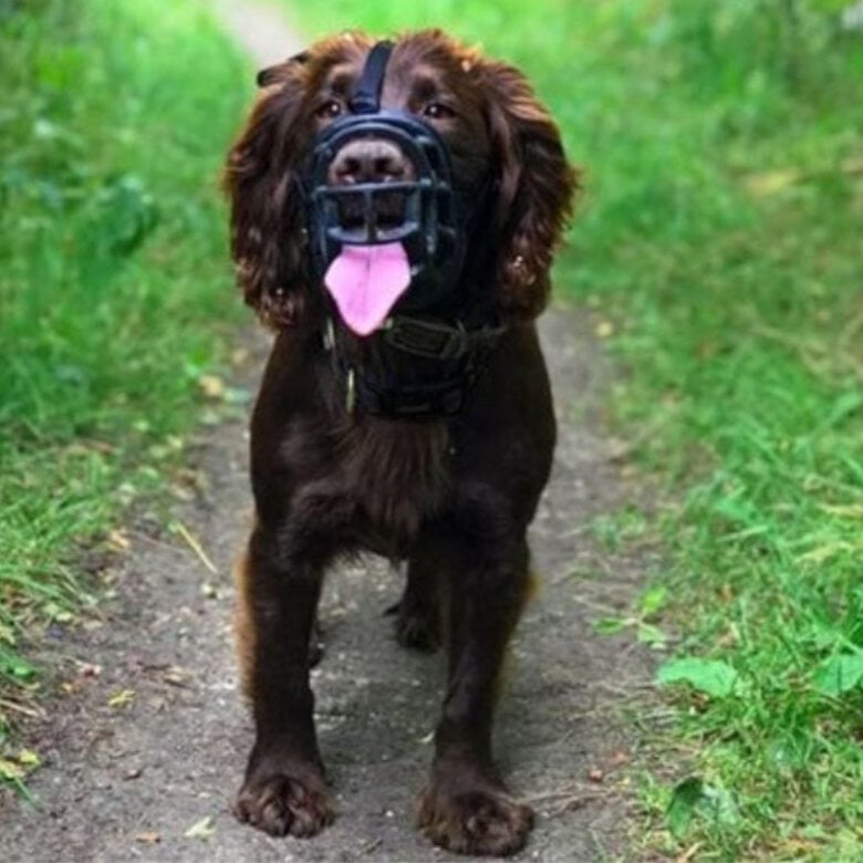 Baskerville Ultra Muzzle Açaime tipo cesto para cães,  Imagem número 4 Baskerville Ultra Muzzle Açaime tipo cesto para cães, , large Imagem número 4
