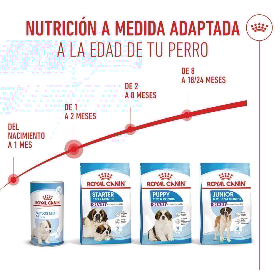 15 kg Royal Canin Starter Puppy Giant Ra&ccedil;&atilde;o para cachorro, , large Imagem n&uacute;mero 7