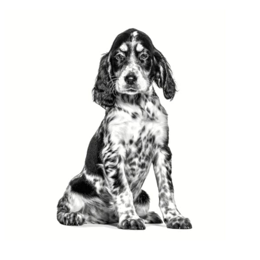 Royal Canin Veterinary Hypoallergenic ra&ccedil;&atilde;o para cachorros, , large Imagem n&uacute;mero 3