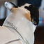 Freedog Winterhug Capa de Chuva bege para cães, , large Indicador imagem número 4