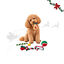 1 pack x 5 uns. Wonder Christmas Caixa de Snacks e Brinquedos para C&atilde;es, , large Indicador imagem n&uacute;mero 1