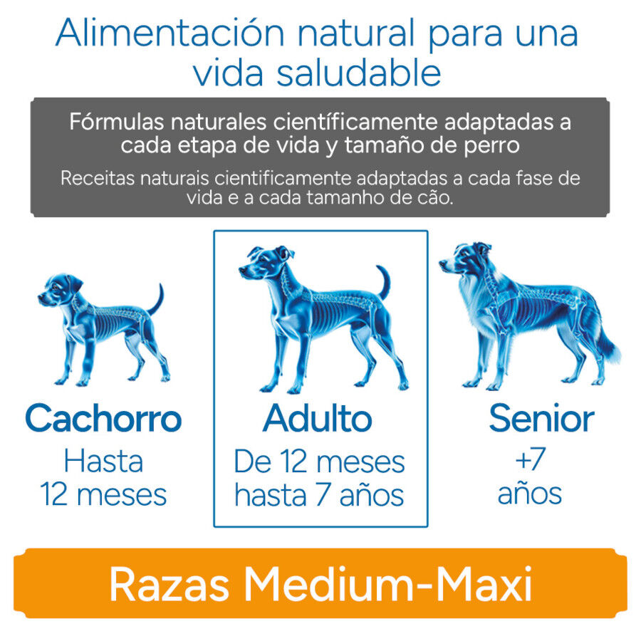 Criadores Cient&iacute;fico Sensitive Adulto Medium-Maxi Ra&ccedil;&atilde;o de salm&atilde;o para c&atilde;es, , large Imagem n&uacute;mero 11