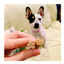 28 sticks Whimzees Puppy XS/S Snacks Dentários Naturais para cachorros, , large Indicador imagem número 4
