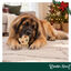 1 un. Wonder Christmas Luva de Couro Prensado Snacks para C&atilde;es, , large Indicador imagem n&uacute;mero 2