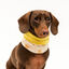 Outech Cachecol Rock para cães, , large Indicador imagem número 3