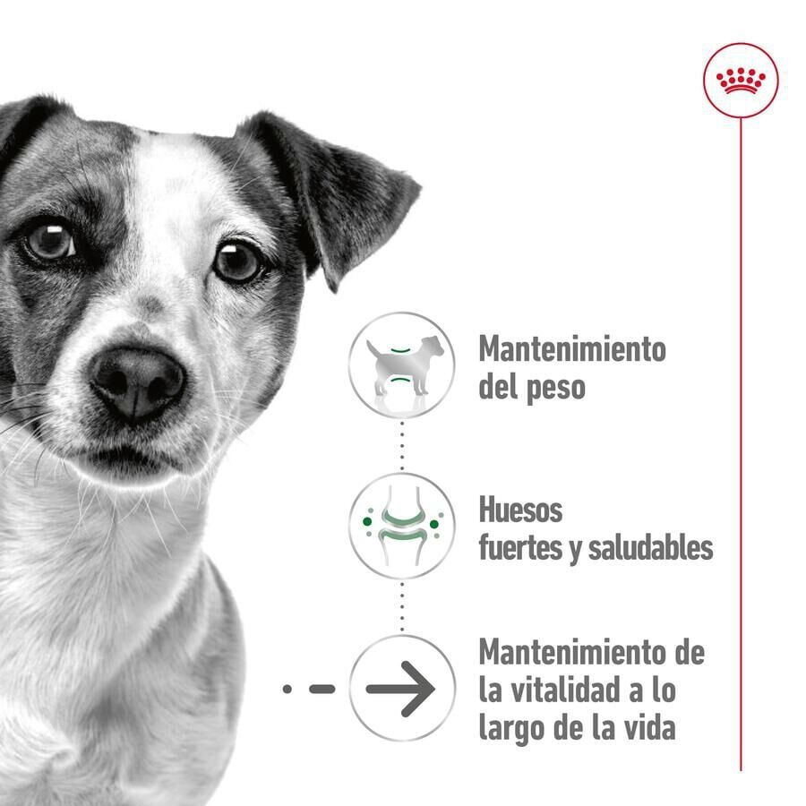 85 g Royal Canin Mini 12+ Ageing saquetas em molho para c&atilde;es, , large Imagem n&uacute;mero 3