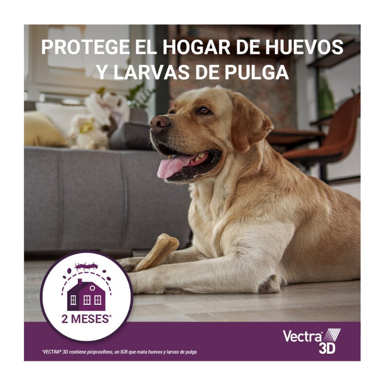 Vectra 3D Pipetas Antiparasitárias para cães,  Imagem número 12 Vectra 3D Pipetas Antiparasitárias para cães, , large Imagem número 12