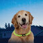 Nite Ize Nite Howl Coleira Led Verde para cães, , large Indicador imagem número 2