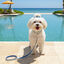Summer Vibes Pack Trela e Coleira Dolce Vita para C&atilde;es, , large Indicador imagem n&uacute;mero 4