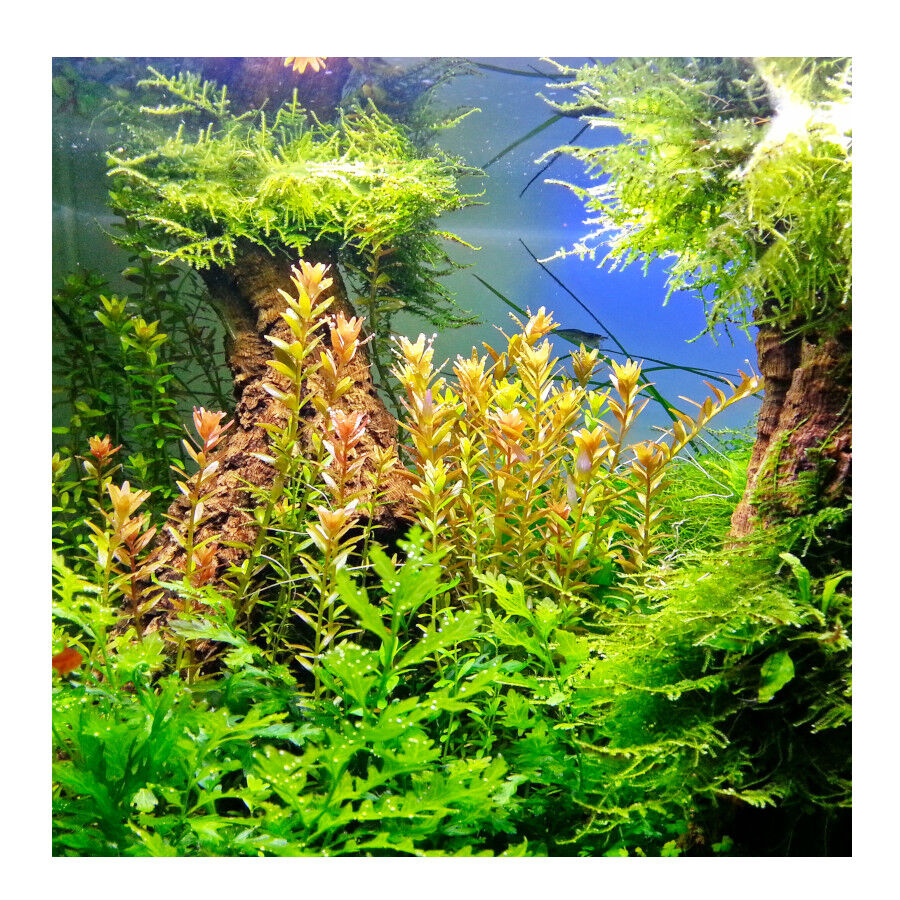 JBL Ferropol Fertilizante L&iacute;quido para plantas de aqu&aacute;rios, , large Imagem n&uacute;mero 3