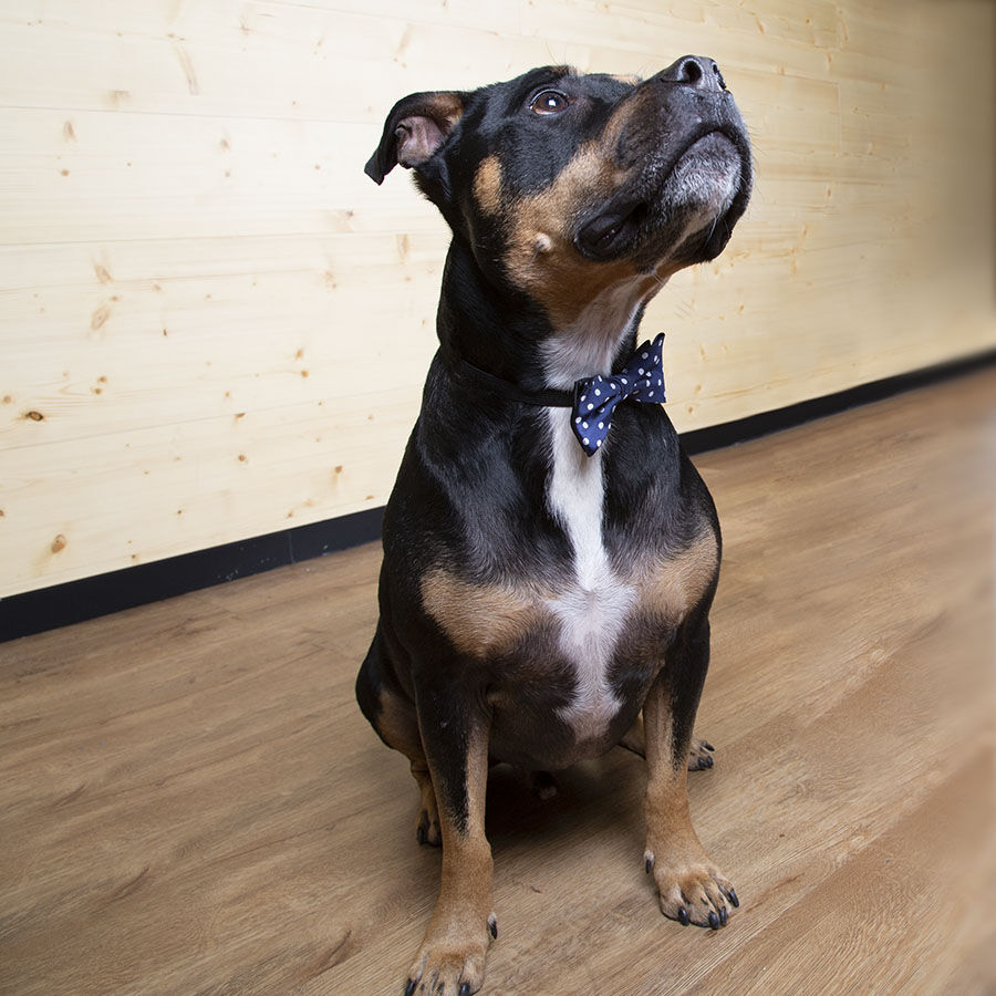 Wonder Christmas Comet La&ccedil;o Azul para c&atilde;es, , large Imagem n&uacute;mero 3