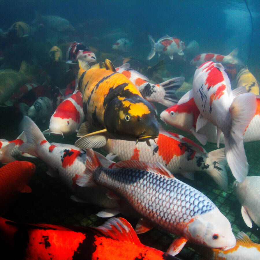 JBL ProPond Flakes Comida para peixe , , large Imagem n&uacute;mero 7