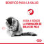 10 kg Royal Canin Intense Hairball ração para gatos, , large Indicador imagem número 5