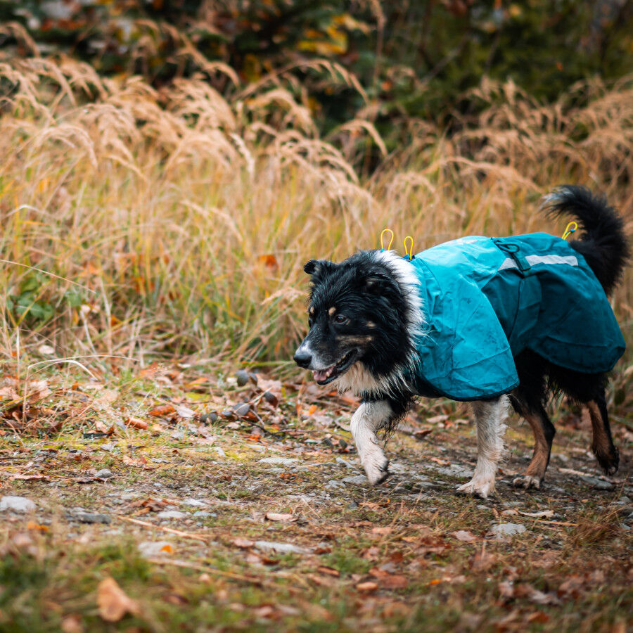 Non-stop Dogwear Capa de Chuva Imperme&aacute;vel Azul e Verde para c&atilde;es, , large Imagem n&uacute;mero 3