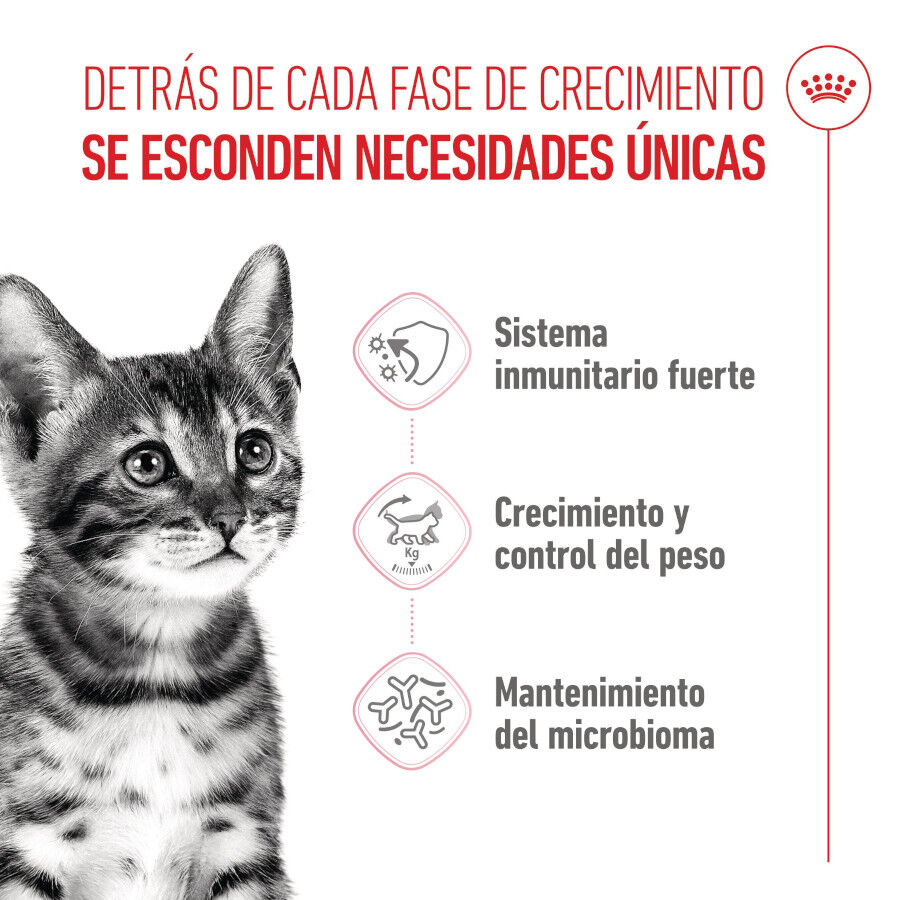 3.5 kg Royal Canin Kitten Sterilised ra&ccedil;&atilde;o para gatos , , large Imagem n&uacute;mero 3