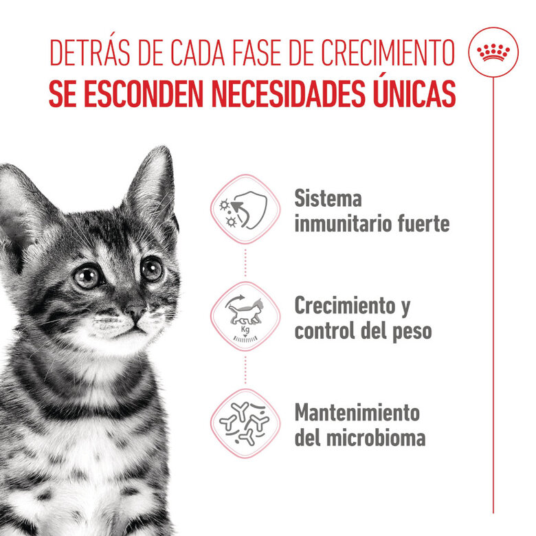 3.5 kg Royal Canin Kitten Sterilised ração para gatos ,  Imagem número 3 3.5 kg Royal Canin Kitten Sterilised ração para gatos , , large Imagem número 3