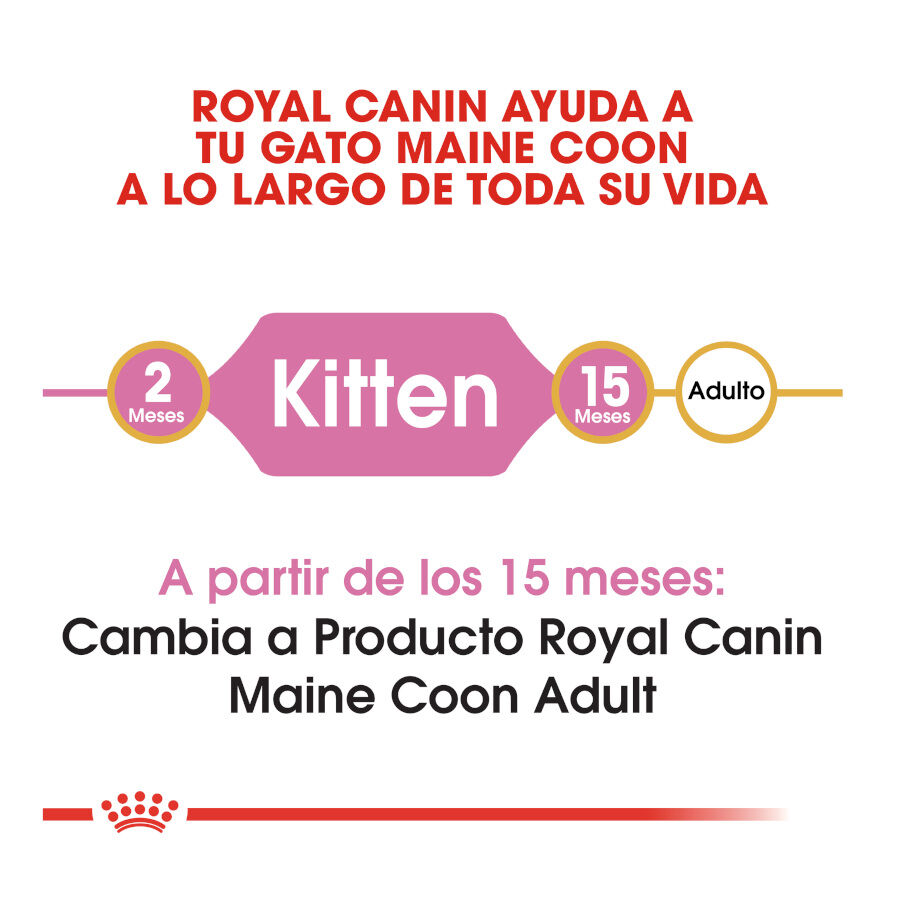 10 kg Royal Canin Kitten Maine Coon ra&ccedil;&atilde;o para gatinhos, , large Imagem n&uacute;mero 6