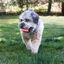 Kong Signature Ball 2-PK bolas para cães, , large Indicador imagem número 3