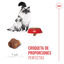 10 kg Royal Canin Mother & Baby ração para gatos, , large Indicador imagem número 5