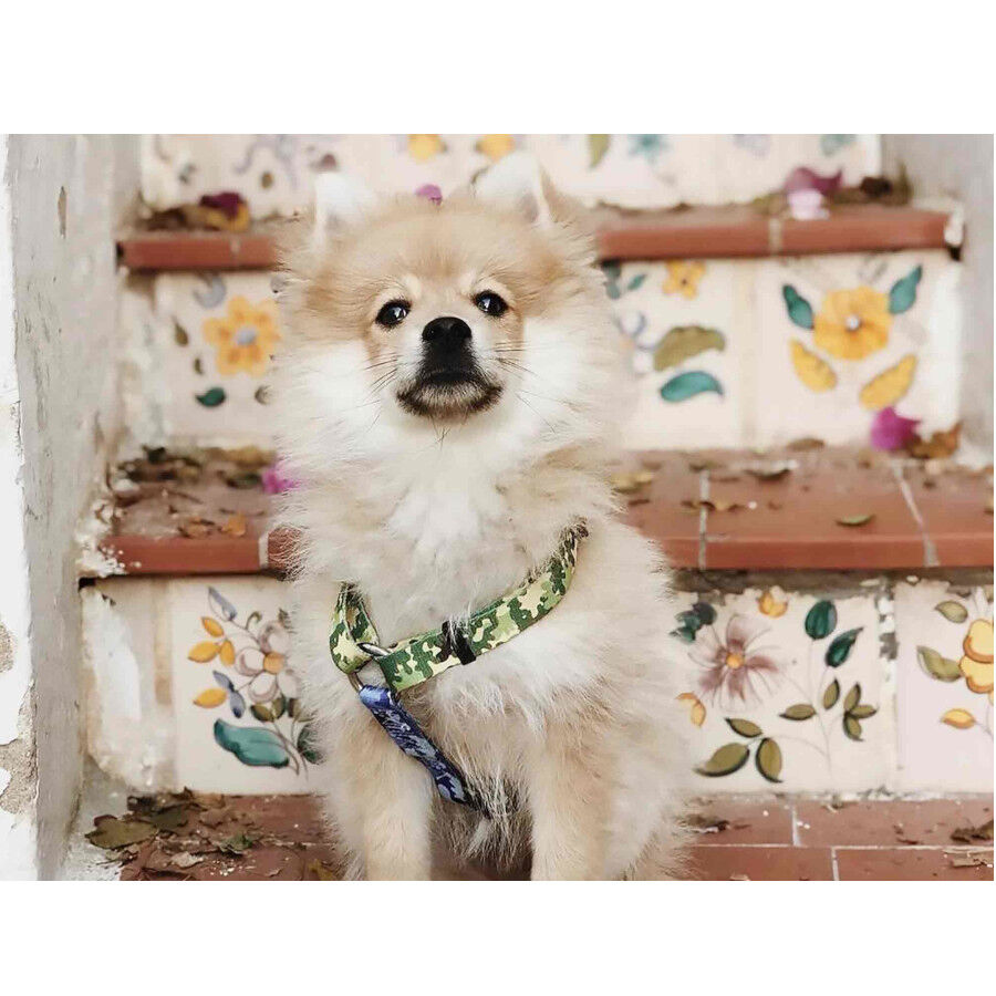 Dukier Camo Cl&aacute;ssico Peitoral com estampado de camuflagem para c&atilde;es, , large Imagem n&uacute;mero 4