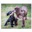 Nylabone Dura Chew Wolf osso mordedor de nylon para cães , , large Indicador imagem número 4