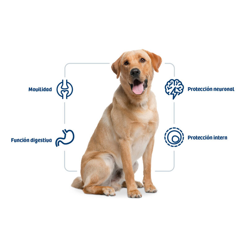 12 kg Nath Adult Maxi Frango ração para cães,  Imagem número 2 12 kg Nath Adult Maxi Frango ração para cães, , large Imagem número 2