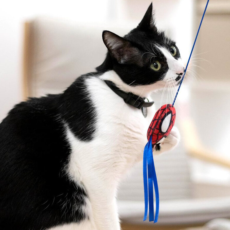 Disney Marvel Spiderman Cana para gatos,  Imagem número 5 Disney Marvel Spiderman Cana para gatos, , large Imagem número 5