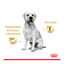 140 g Saquetas Royal Canin Labrador 140g, , large Indicador imagem número 4