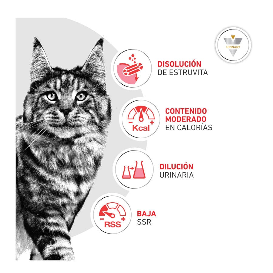 1.5 kg Royal Canin Veterinary Urinary S/O Moderate Calorie ra&ccedil;&atilde;o para gatos, , large Imagem n&uacute;mero 5