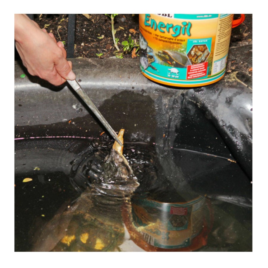 JBL Energil Peixes e Crust&aacute;ceos Desidratados para Tartarugas, , large Imagem n&uacute;mero 2