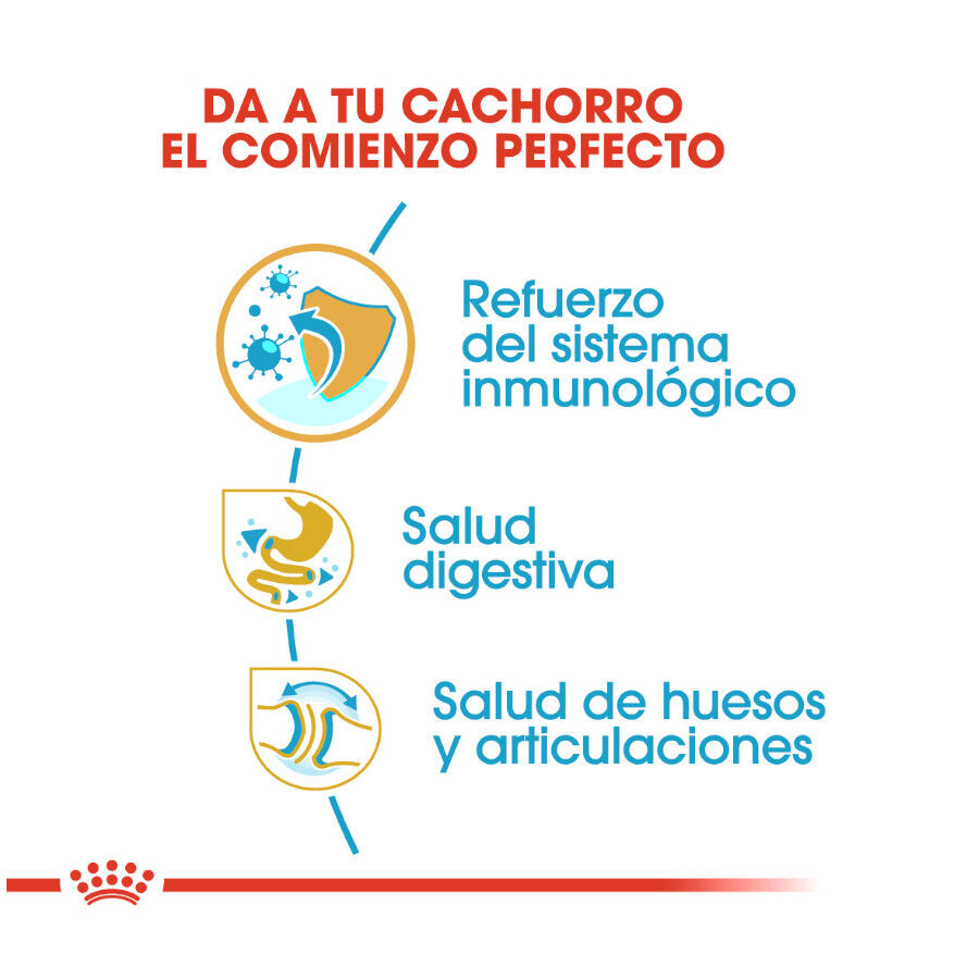 Royal Canin Puppy Bulldog ra&ccedil;&atilde;o para c&atilde;es, , large Imagem n&uacute;mero 7