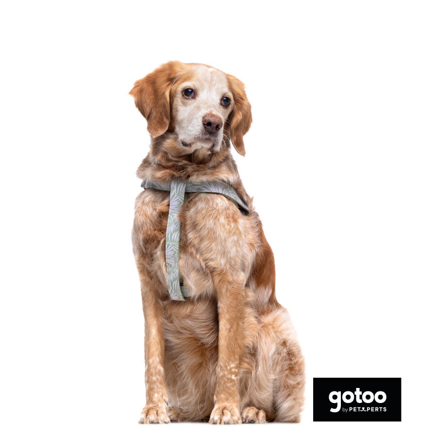 Gotoo Peitoral estampado folhas para c&atilde;es, , large Imagem n&uacute;mero 3