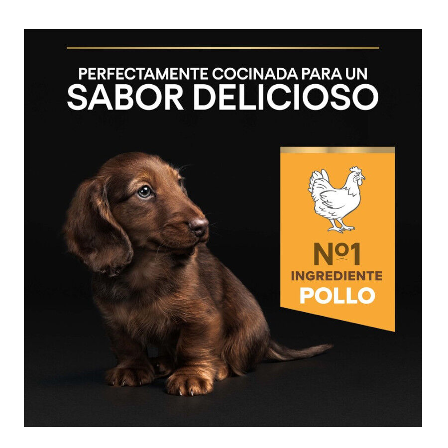 Pro Plan Puppy Small e Mini Healthy Start Frango ra&ccedil;&atilde;o, , large Imagem n&uacute;mero 8