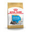 1.5 kg Royal Canin Puppy Miniature Schnauzer ração para cães , , large Indicador imagem número 3