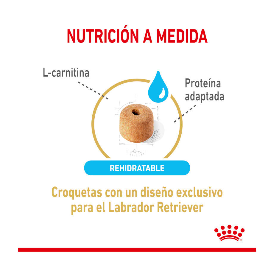 12 kg Royal Canin Adult 5+ Labrador ra&ccedil;&atilde;o para c&atilde;es, , large Imagem n&uacute;mero 4