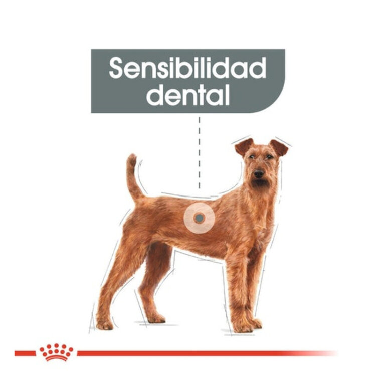 Royal Canin Medium Dental Care ração para cães, , large image number null