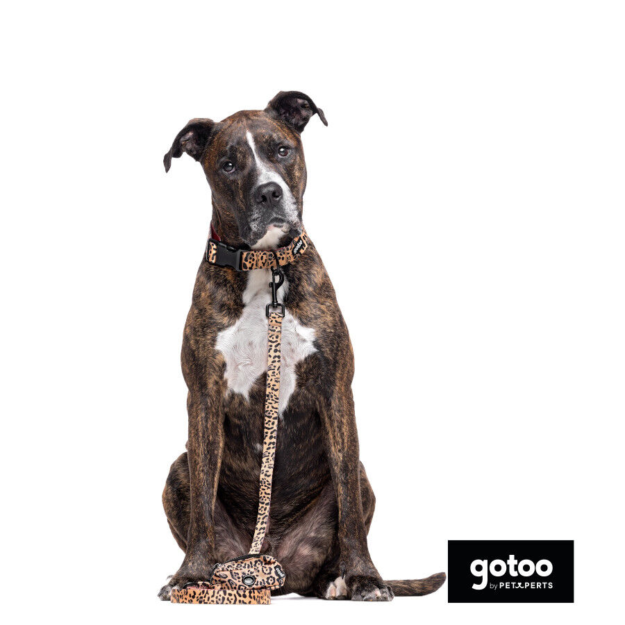 Gotoo Coleira estampada leopardo castanha para c&atilde;es, , large Imagem n&uacute;mero 5