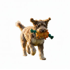 All For Paws Safari Big Foot B&uacute;falo com corda Brinquedo para c&atilde;es