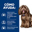 12 kg Hill's Prescription Diet Ageing and Alertness Care b/d Ração para cães com frango, , large Indicador imagem número 4