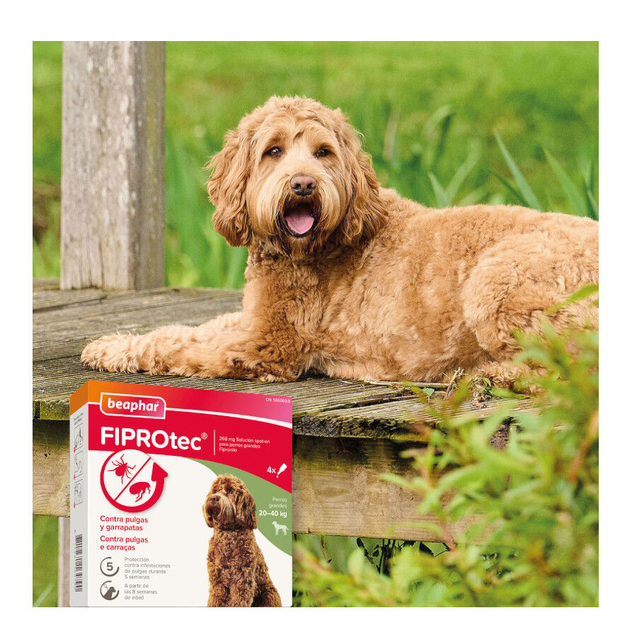 Beaphar FiproTec Pipetas Antiparasit&aacute;rias para c&atilde;es de ra&ccedil;a pequena, , large Imagem n&uacute;mero 8