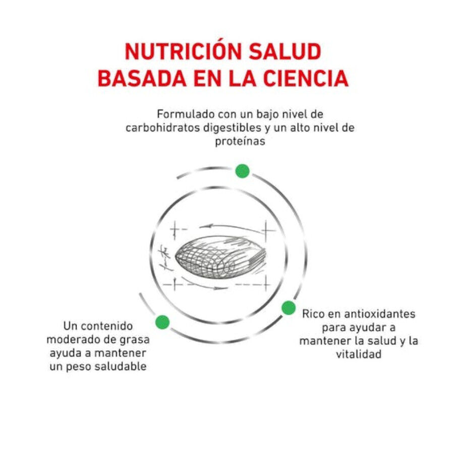 3.5 kg Royal Canin Veterinary Diabetic ra&ccedil;&atilde;o para gatos  , , large Imagem n&uacute;mero 2