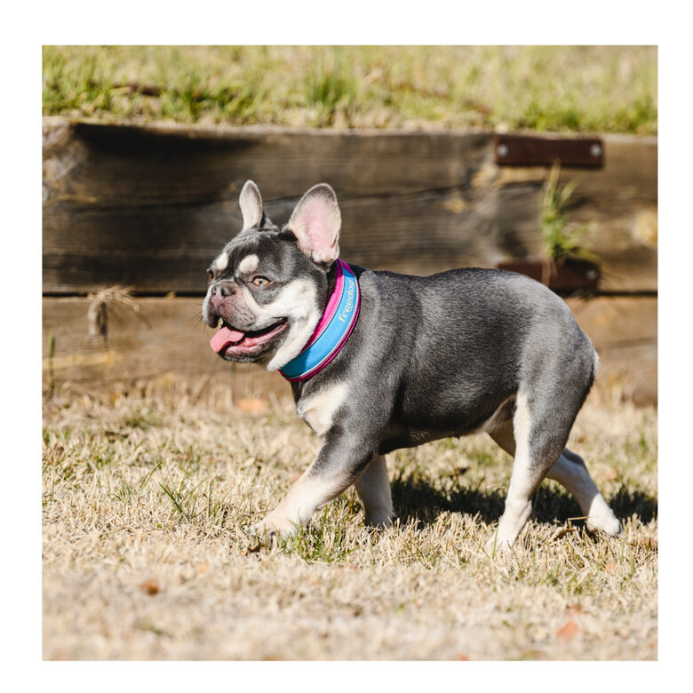 Freedog Cool Pro Tech Coleira Desportiva Fúscia para cães,  Imagem número 9 Freedog Cool Pro Tech Coleira Desportiva Fúscia para cães, , large Imagem número 9