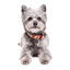 Dukier Collar Estampado Tattoo para perros1 Indicador imagem número 2