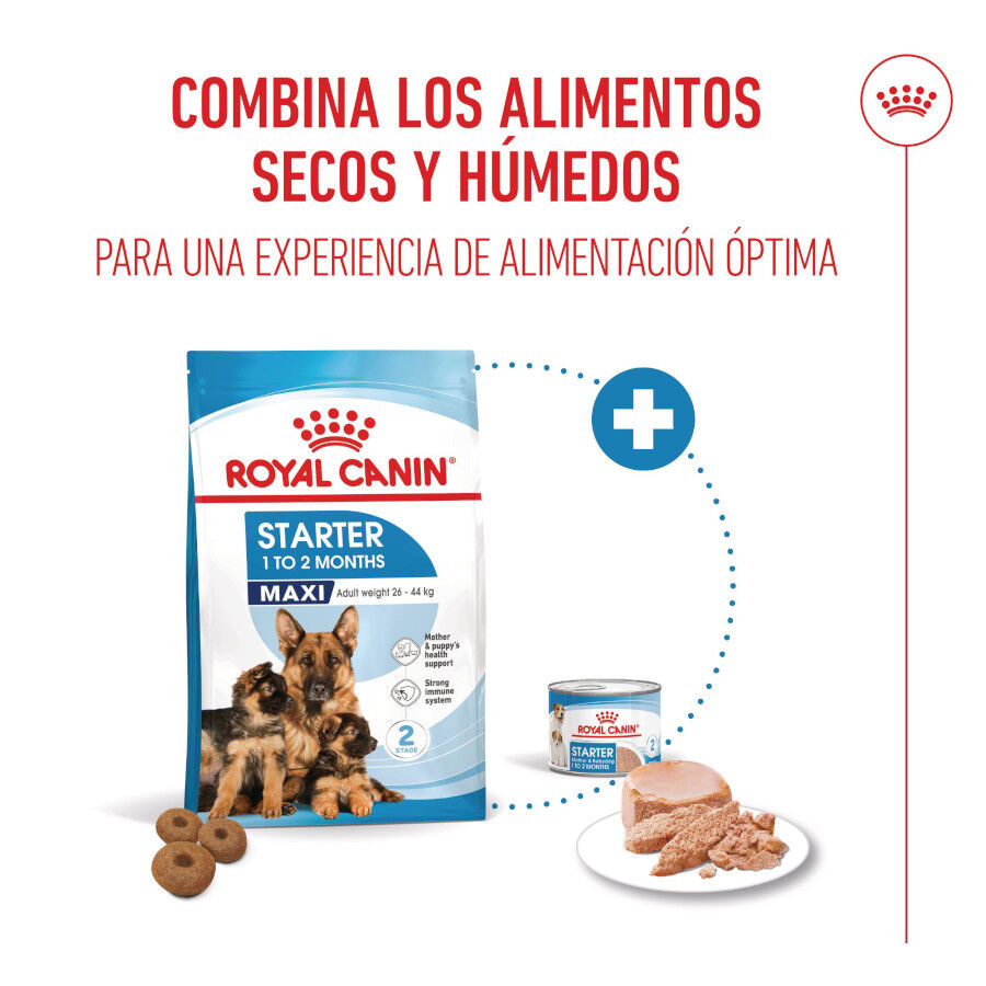 Royal Canin Starter Maxi MothereBaby ra&ccedil;&atilde;o para c&atilde;es, , large Imagem n&uacute;mero 5