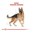 Royal Canin Adult Pastor Alemão ração para cães, , large image number null