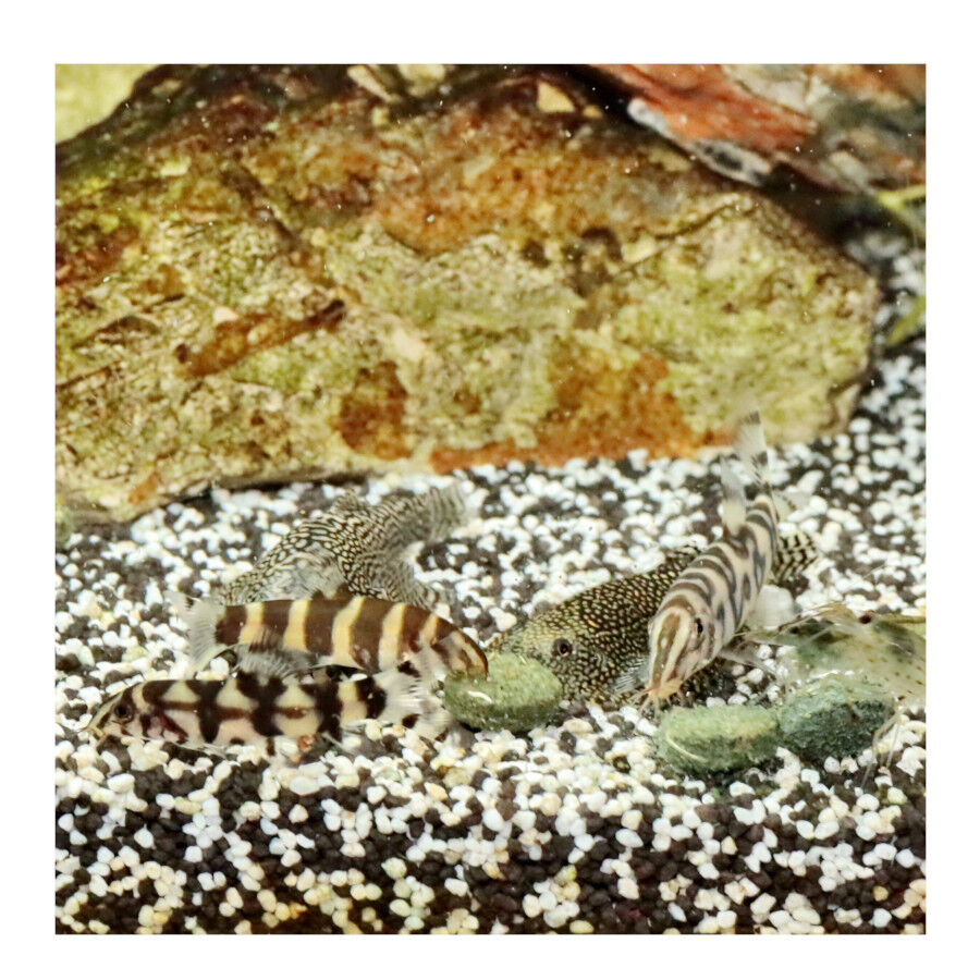 JBL Pronovo Botia Tablets M Alimento em comprimidos para Botias de 1-20 cm, , large Imagem n&uacute;mero 3