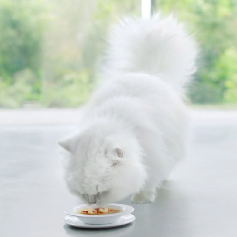 4 saquetas x 40 g Gourmet Crystal Sopa de Salmão saqueta para gatos,  Imagem número 2 4 saquetas x 40 g Gourmet Crystal Sopa de Salmão saqueta para gatos, , large Imagem número 2