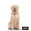 Gotoo Coleira estampada colorida para cães, , large Indicador imagem número 4