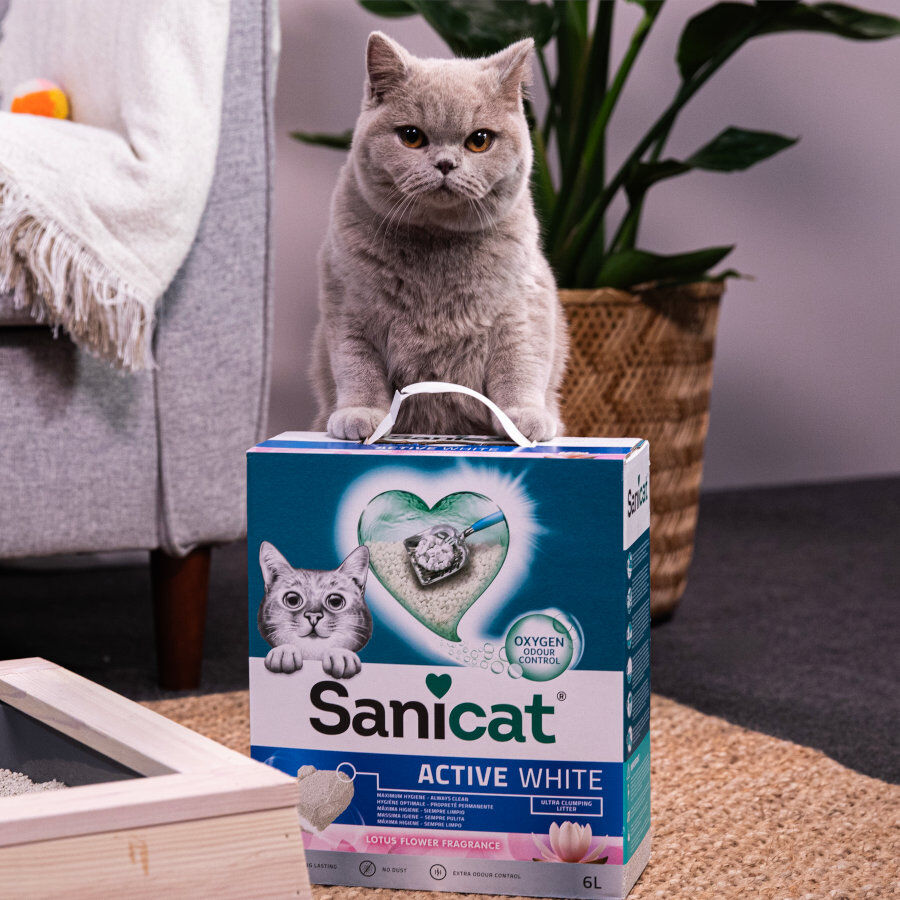 10 L Sanicat Active Lotus Areia Aglomerante, , large Imagem n&uacute;mero 4