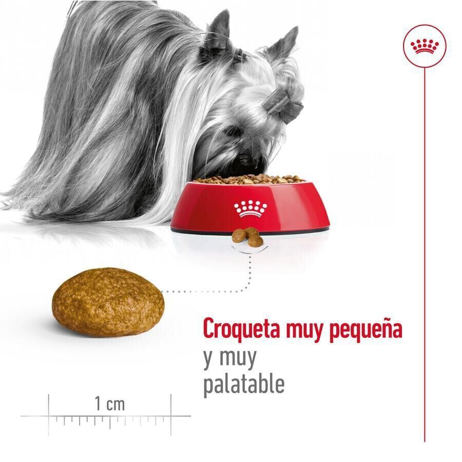 3 kg Royal Canin X-Small Adult ra&ccedil;&atilde;o para c&atilde;es, , large Imagem n&uacute;mero 6